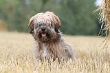 TERRIER DU TIBET 002